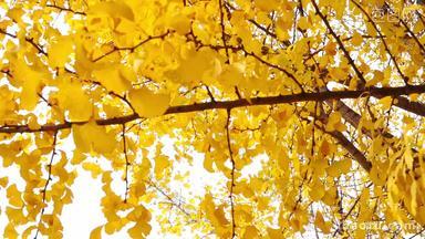 秋天阳光下氛围感的金黄银杏叶